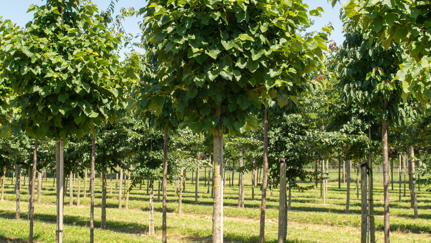 Tilia tomentosa 'Varsaviensis' pienne