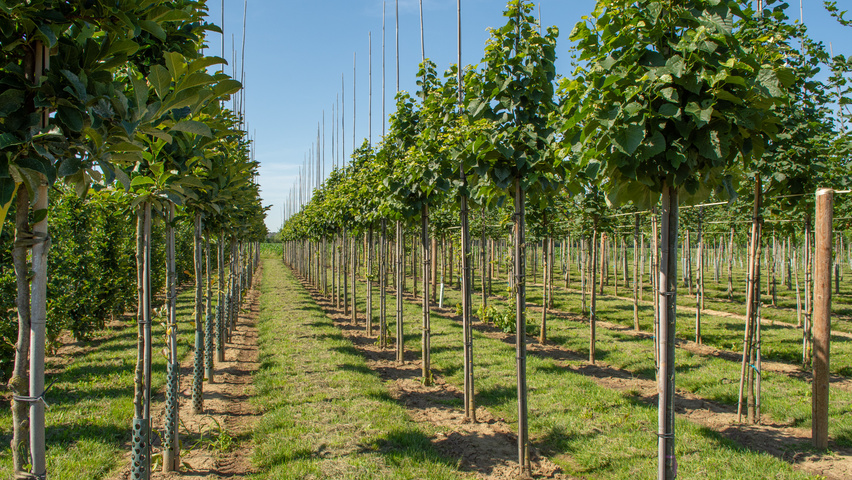 Tilia tomentosa 'Varsaviensis' pienne