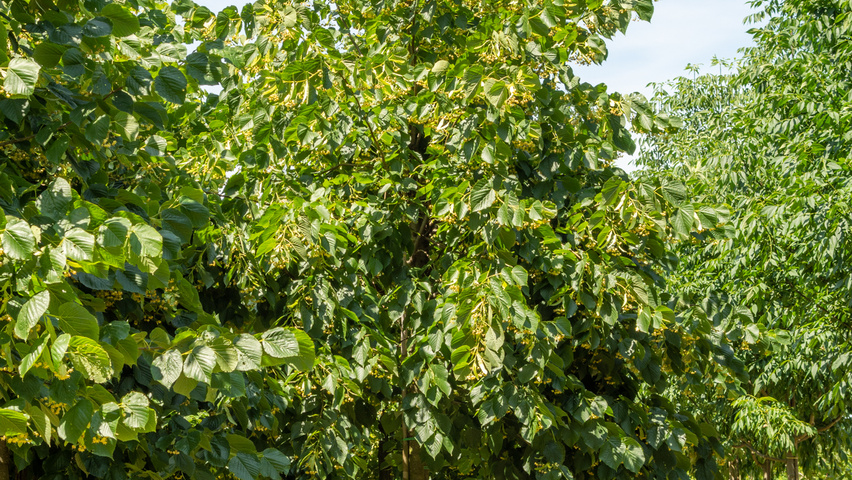 Tilia tomentosa 'Varsaviensis' pienne