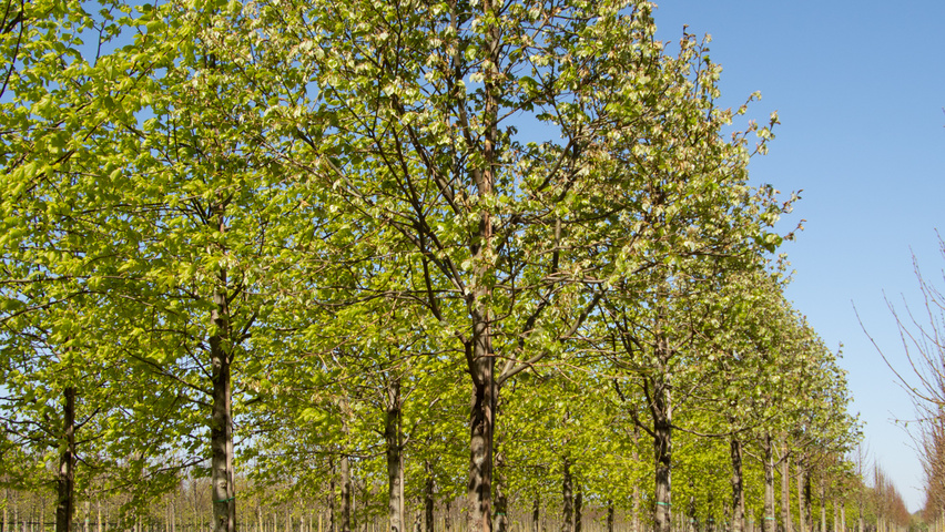 Tilia tomentosa 'Varsaviensis' pienne