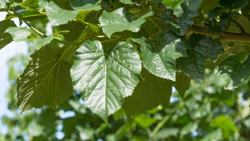 Tilia tomentosa 'Varsaviensis' liście