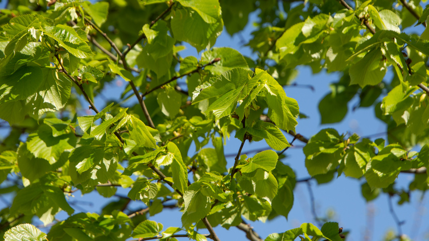 Tilia tomentosa 'Varsaviensis' liście