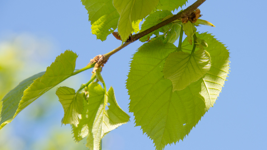 Tilia tomentosa 'Varsaviensis' liście