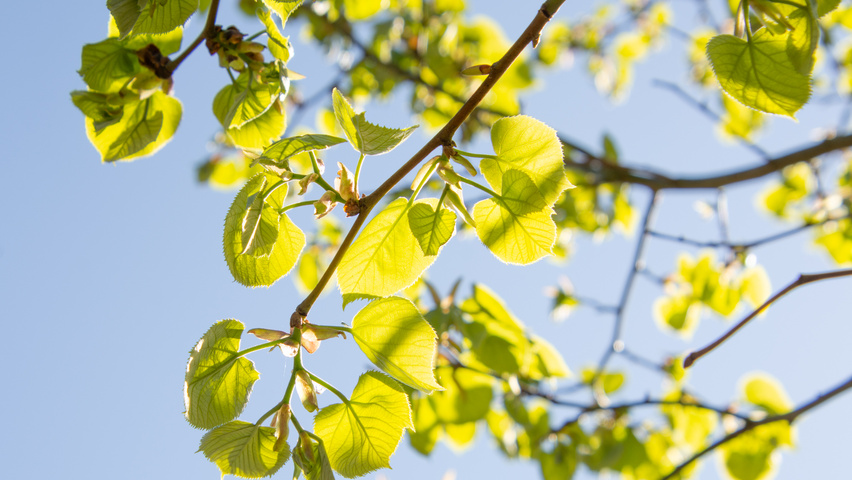 Tilia tomentosa 'Varsaviensis' liście