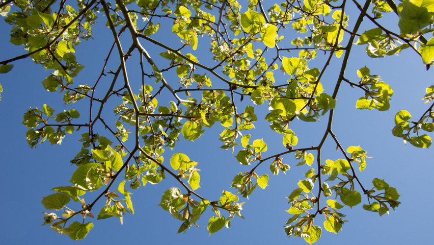 Tilia tomentosa 'Varsaviensis' liście