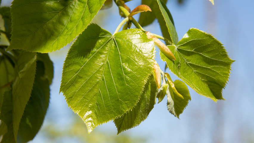 Tilia tomentosa 'Varsaviensis' liście