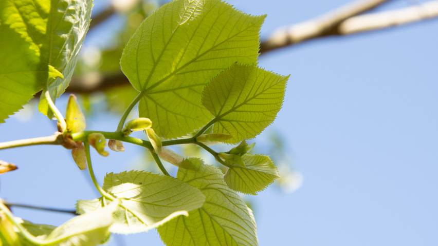 Tilia tomentosa 'Varsaviensis' liście