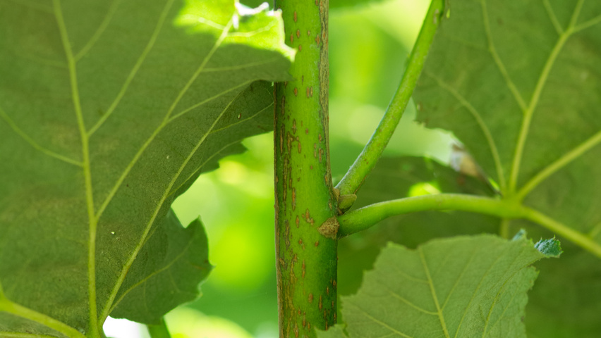 Tilia tomentosa 'Varsaviensis' pędy