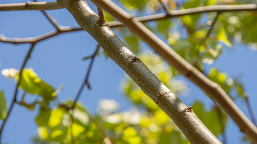 Tilia tomentosa 'Varsaviensis' pędy