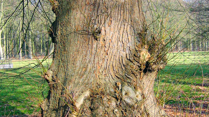 Tilia x europaea bark