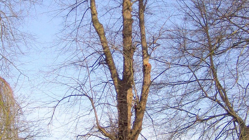 Tilia x europaea characteristic