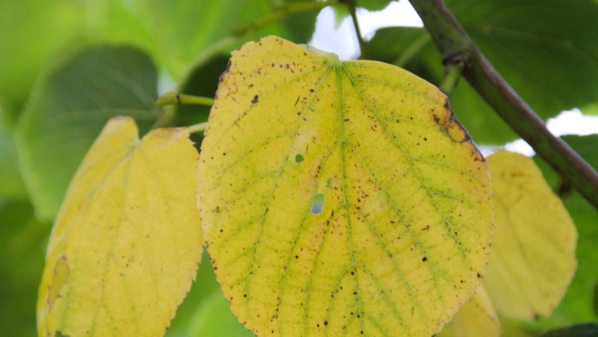 Tilia x euchlora  herfstblad