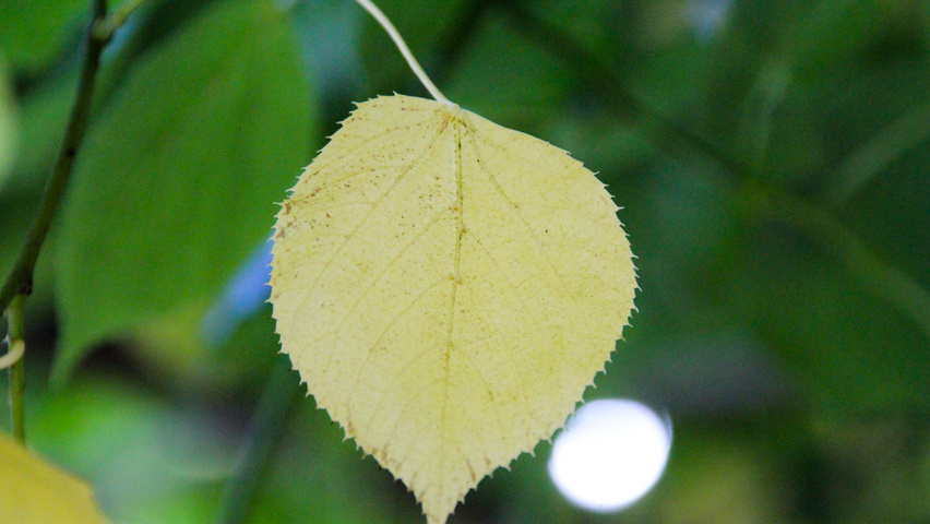 Tilia x euchlora  herfstblad