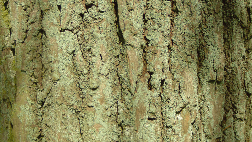 Tilia x euchlora  bast