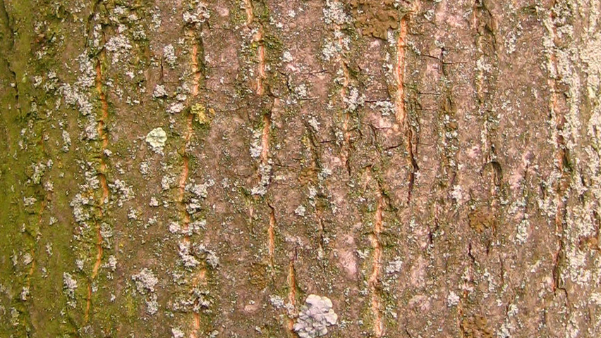 Tilia x euchlora  bast