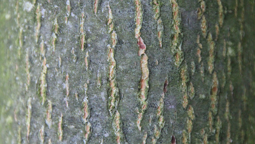 Tilia x euchlora  bast