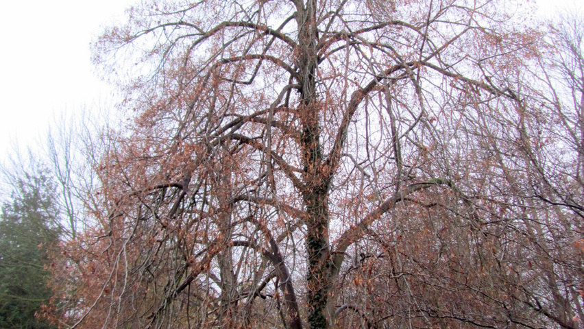 Tilia x euchlora  karakteristiek