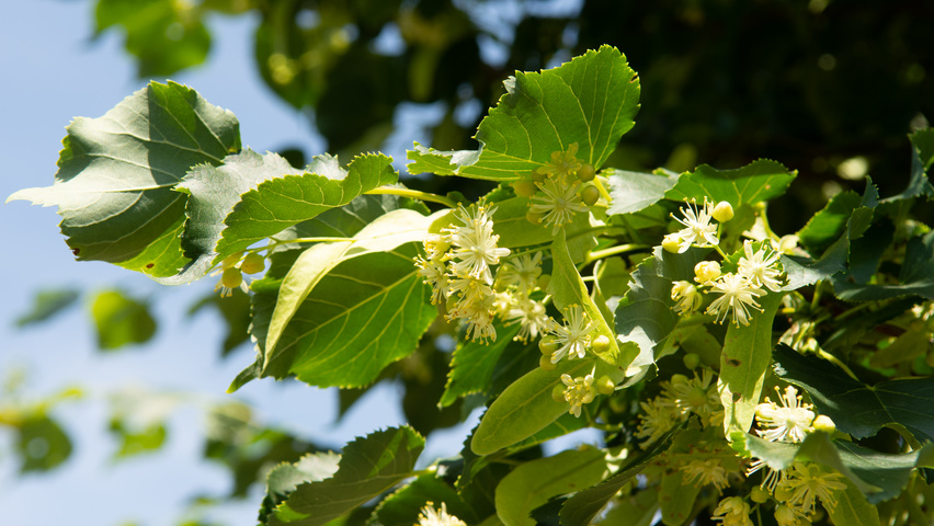 Tilia x euchlora  bloem