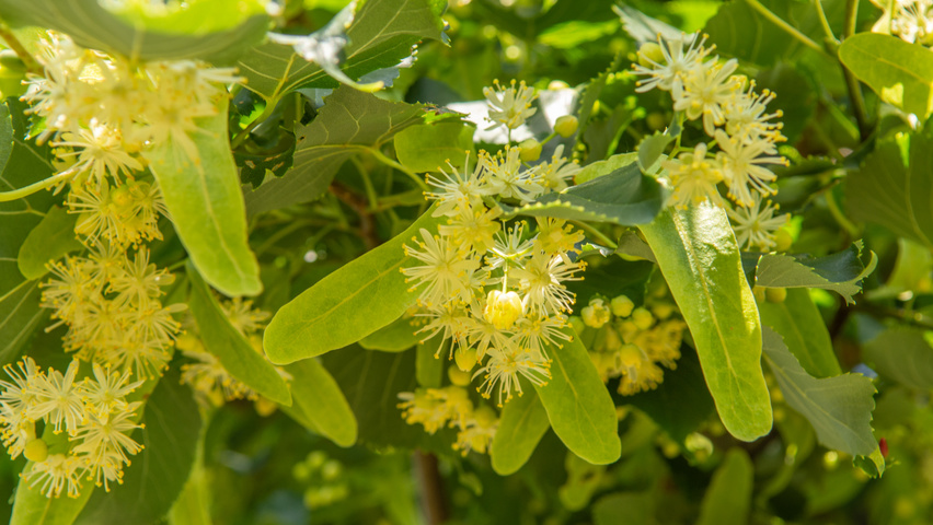 Tilia x euchlora  bloem