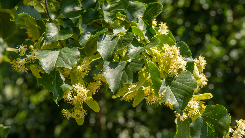 Tilia x euchlora  bloem