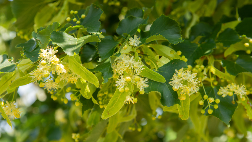 Tilia x euchlora  bloem