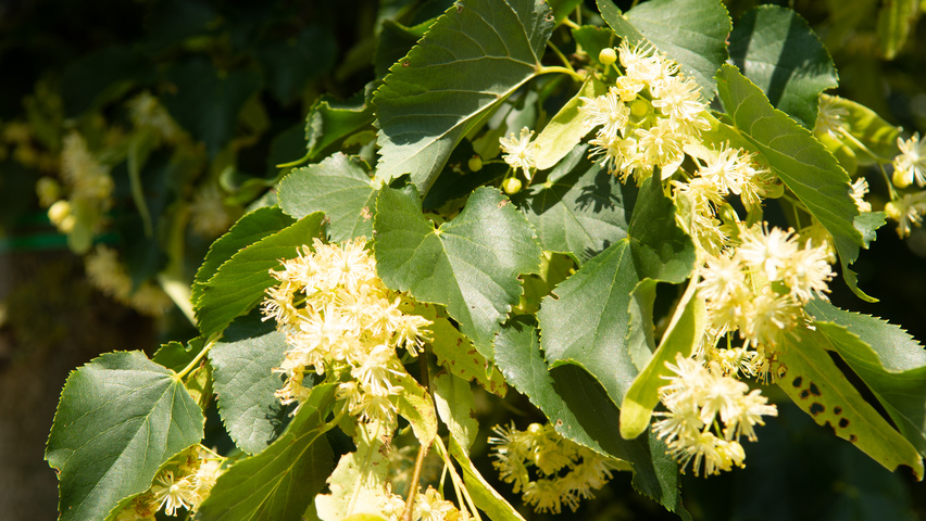 Tilia x euchlora  bloem