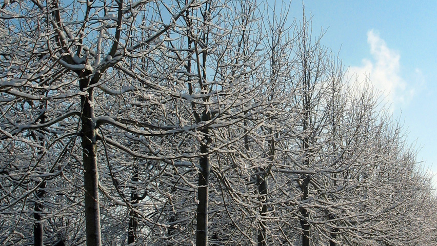 Tilia x euchlora  hoogstam