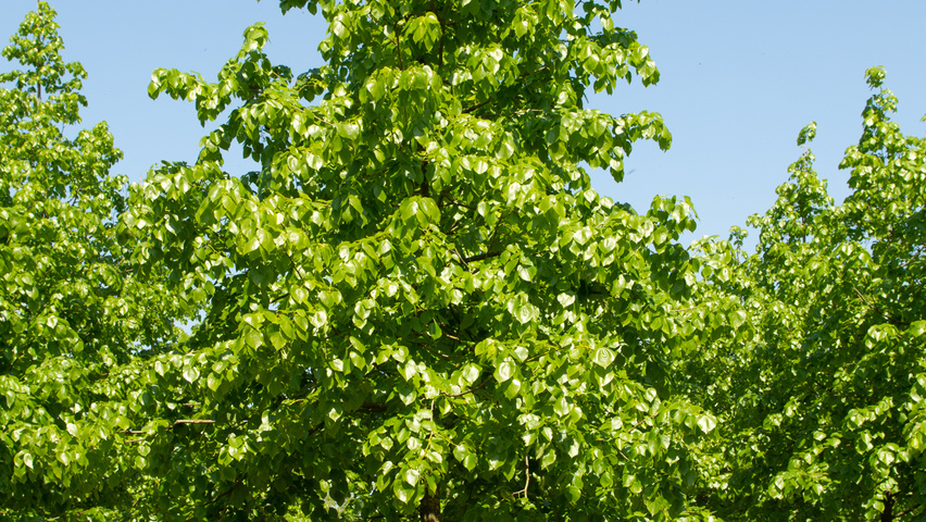 Tilia x euchlora  hoogstam