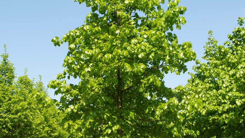 Tilia x euchlora  hoogstam