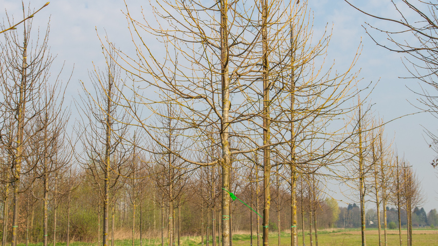 Tilia x euchlora  hoogstam