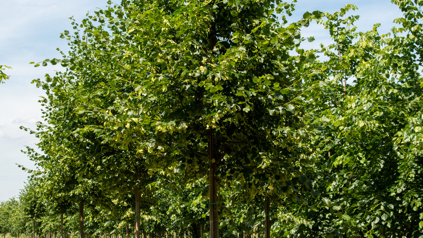 Tilia x euchlora  hoogstam