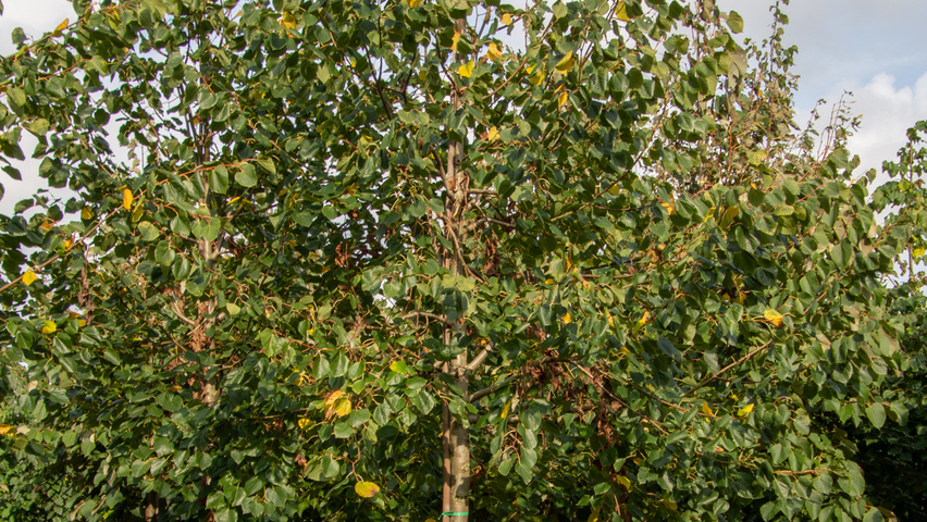 Tilia x euchlora  hoogstam