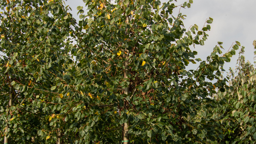 Tilia x euchlora  hoogstam