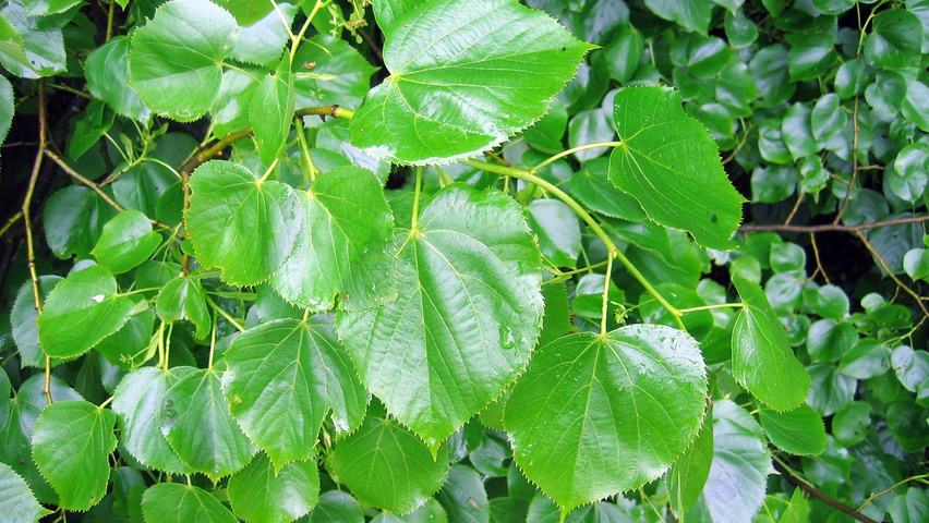 Tilia x euchlora  blad