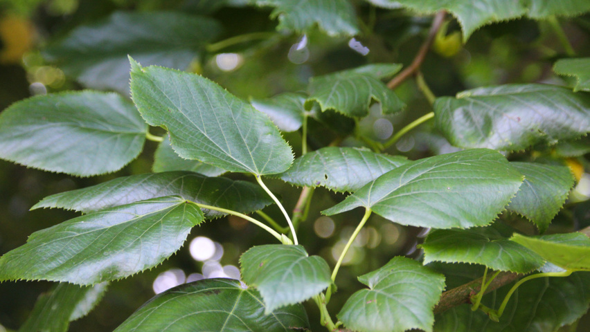 Tilia x euchlora  blad