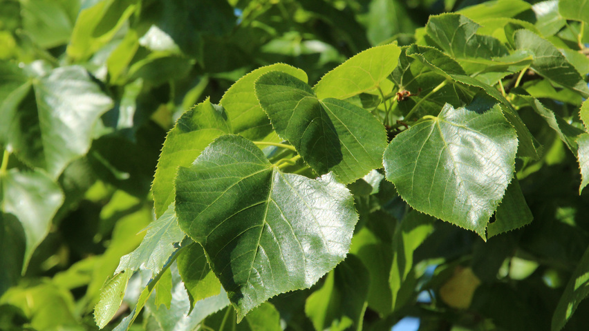 Tilia x euchlora  blad