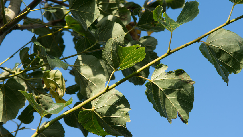 Tilia x euchlora  blad