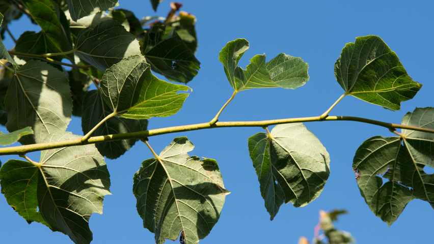 Tilia x euchlora  blad