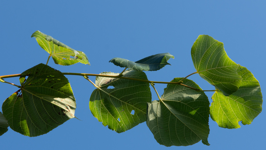 Tilia x euchlora  blad