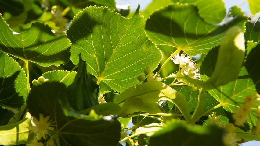 Tilia x euchlora  blad