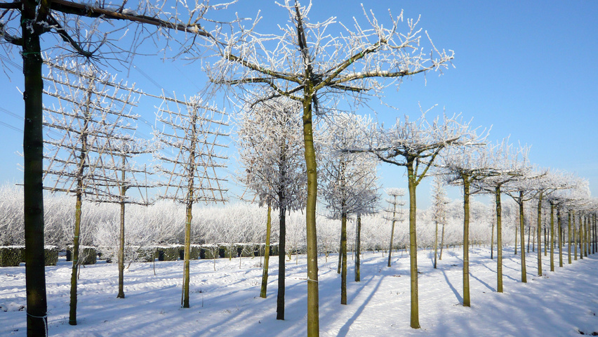 Tilia x euchlora  dak