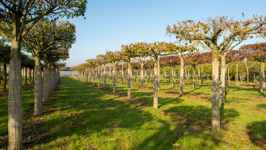 Tilia x euchlora  dak