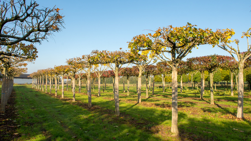 Tilia x euchlora  dak
