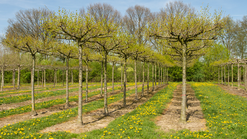 Tilia x euchlora  dak