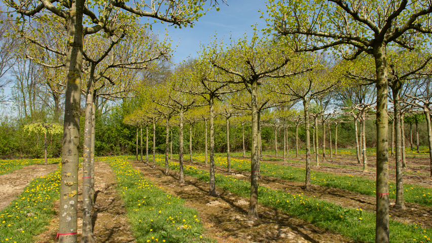 Tilia x euchlora  dak