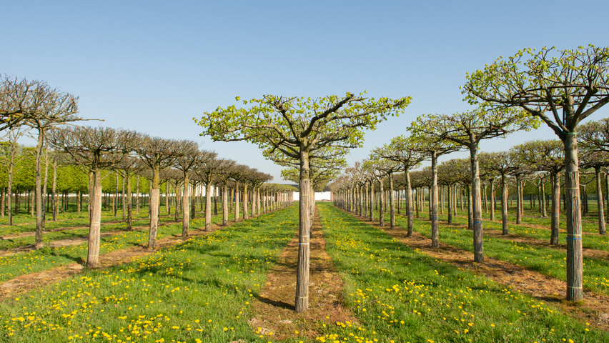 Tilia x euchlora  dak