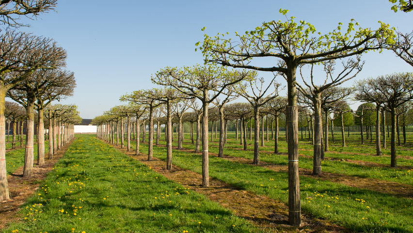 Tilia x euchlora  dak