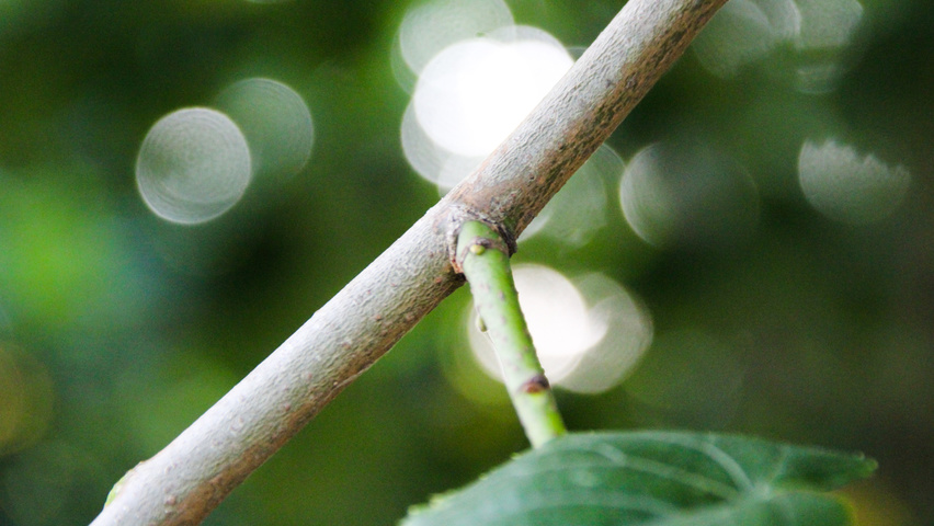 Tilia x euchlora  twijgen