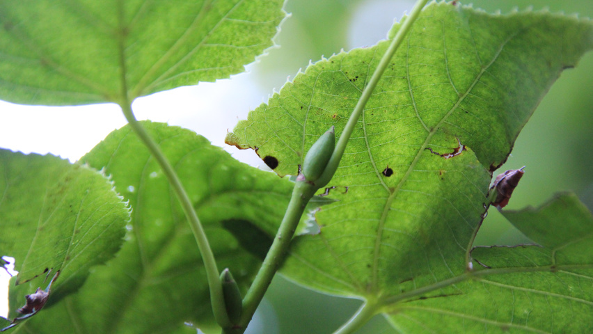Tilia x euchlora  twijgen