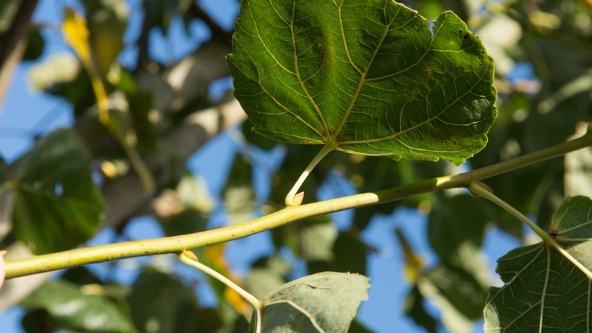 Tilia x euchlora  twijgen
